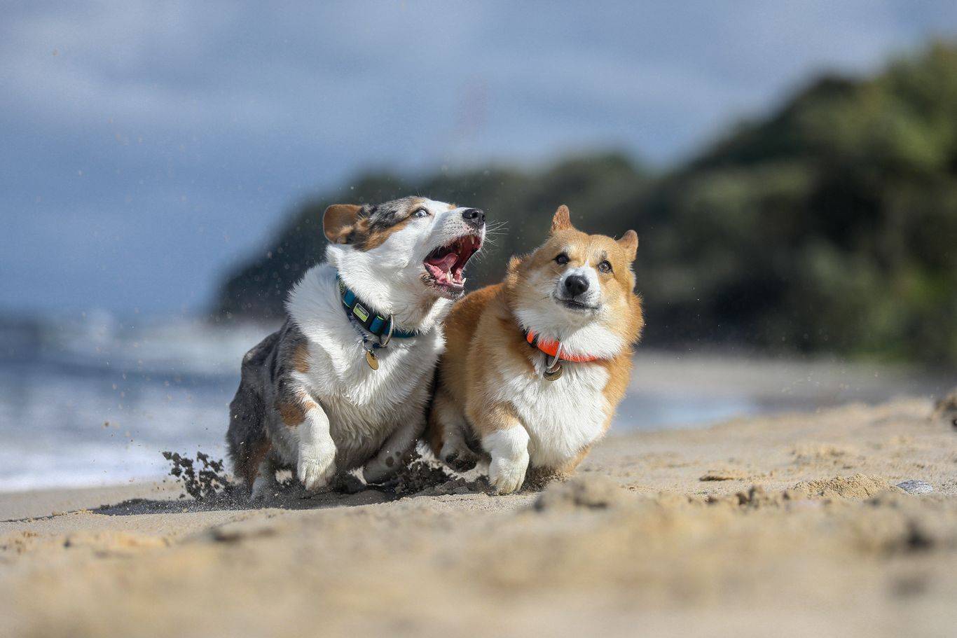 , Андрей Ершов