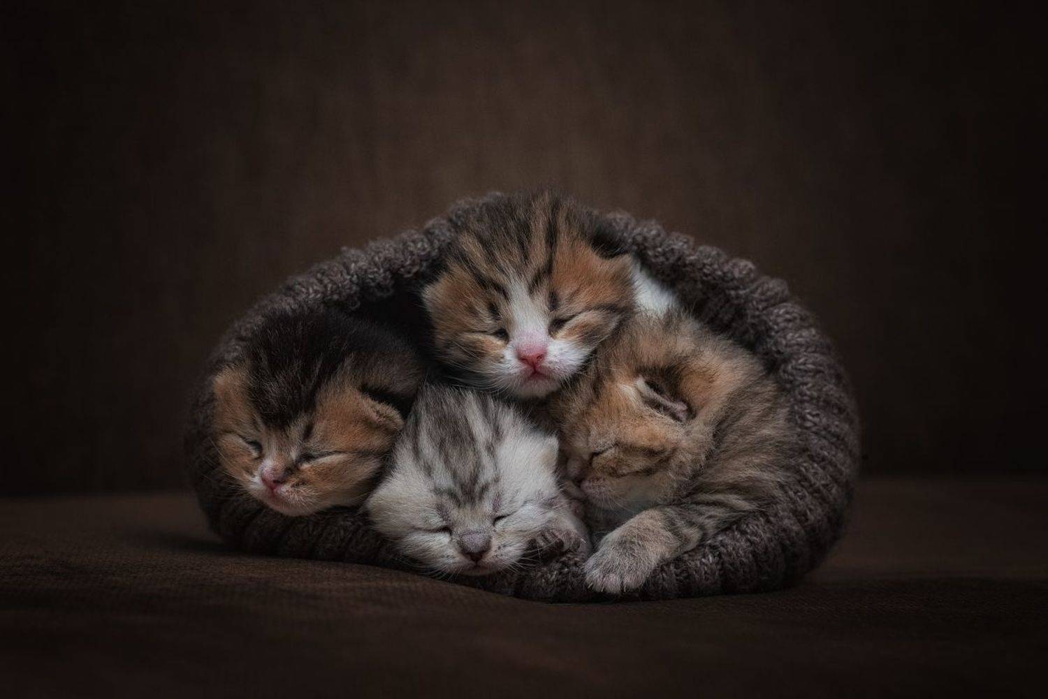 котята, кошка, cat, Евгений Крутиков