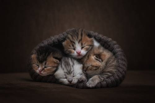 Сладкий сон