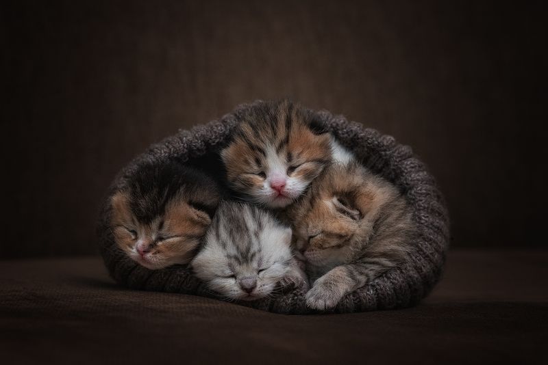 котята, кошка, cat Сладкий сон фото превью