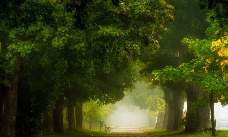 Maple Avenue, Nature, Landscape, Fog, Leaves, Morning, Trees, Bench, Atmosphere, Light Magic Alley of Clones фото превью