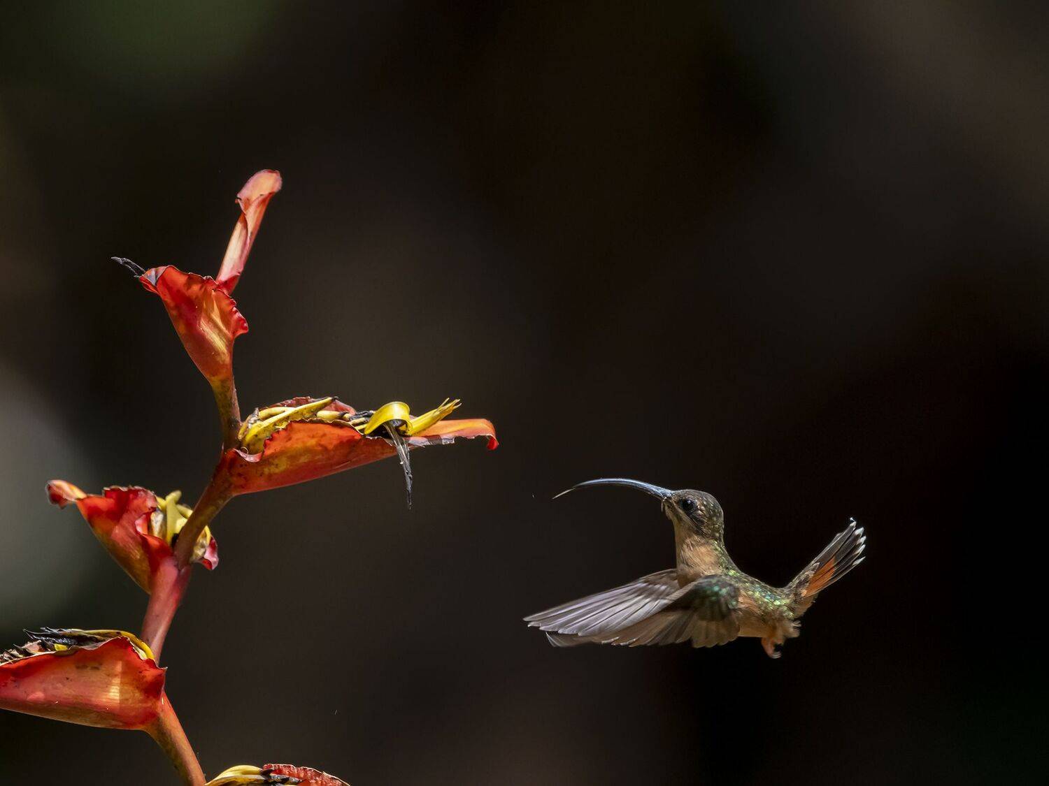 , Fernando Burgalin Sequeira