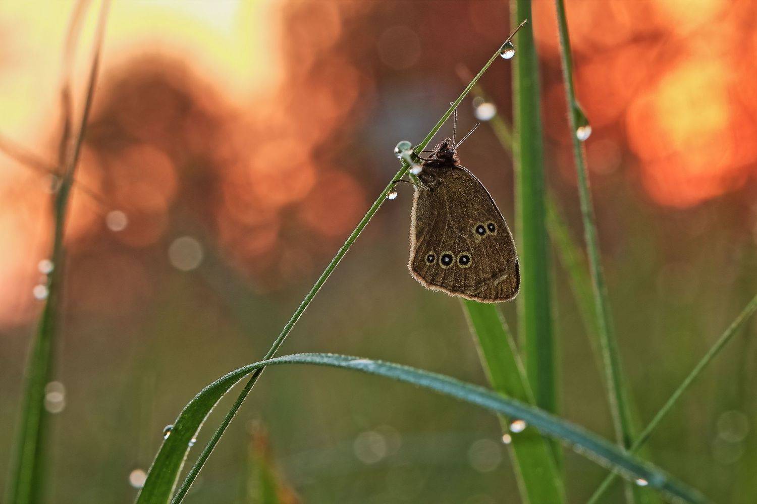 , Олег Резенов