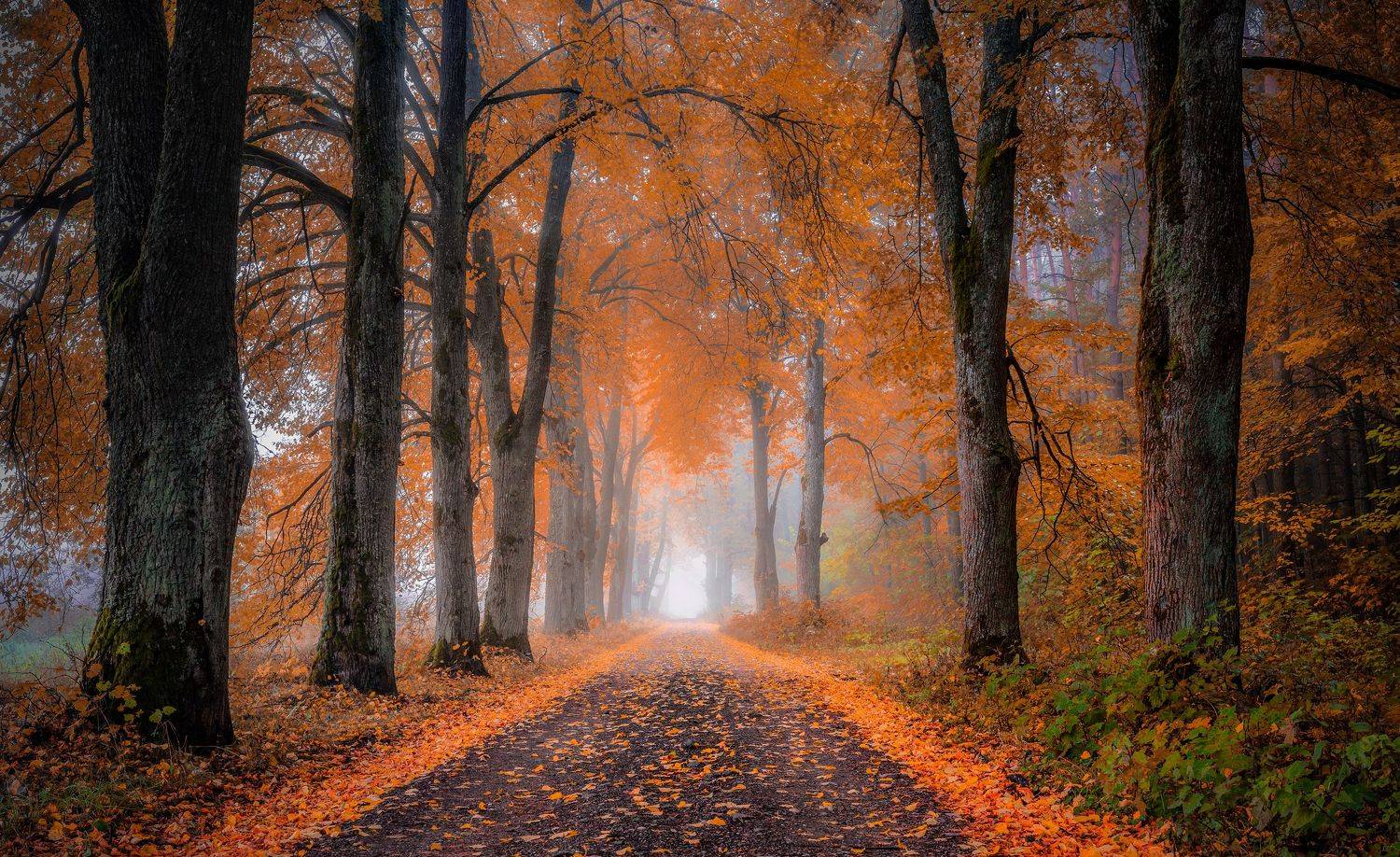 , Руслан Авдевич