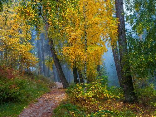 Захмелел осенний лес