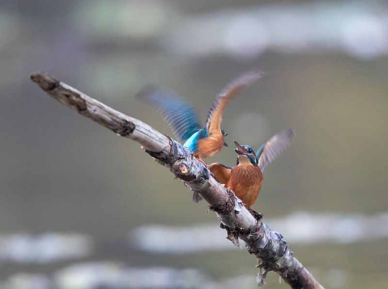 Alcedo athis фото превью