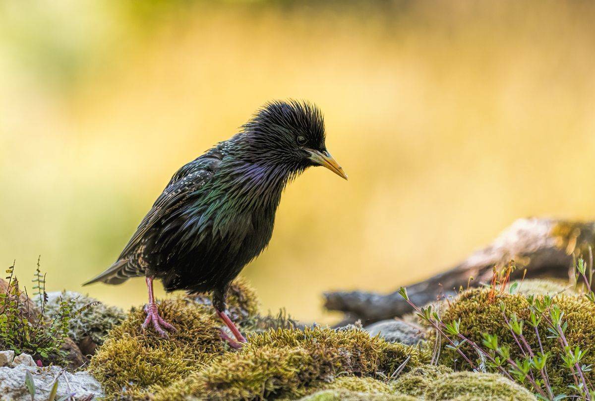 , Sławek Przybylski