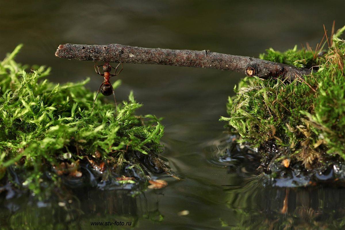 макро, природа, лес, муравей, озеро, мох, палка, полено, дубина, силач, Sokolova Tatiana