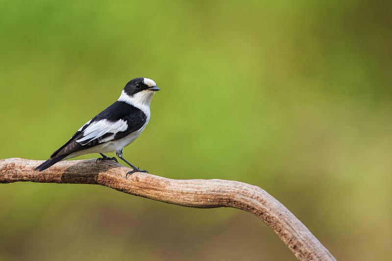 nature, wildlife, birds *** фото превью