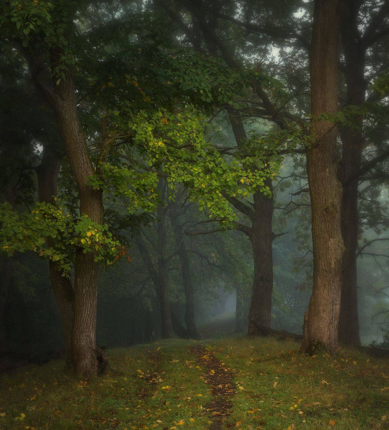 природа утро туман деревья, Михаил Корнилов