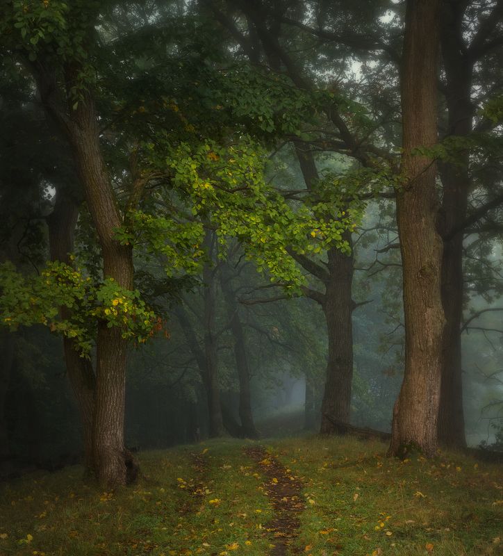 природа утро туман деревья Подступающая пора меланхолии фото превью