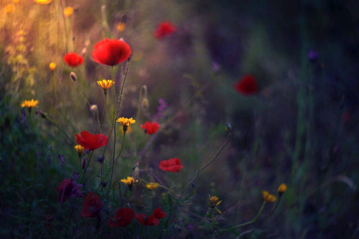 green,bokeh,zenit,helios,85mm,flowers,nature,blue,yellow,orange,light,dark,bee,pink,red,, Борислав Алексиев