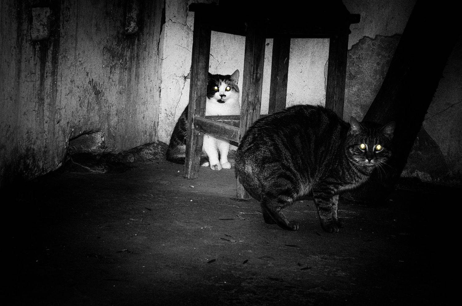 , Виталий Шевченко