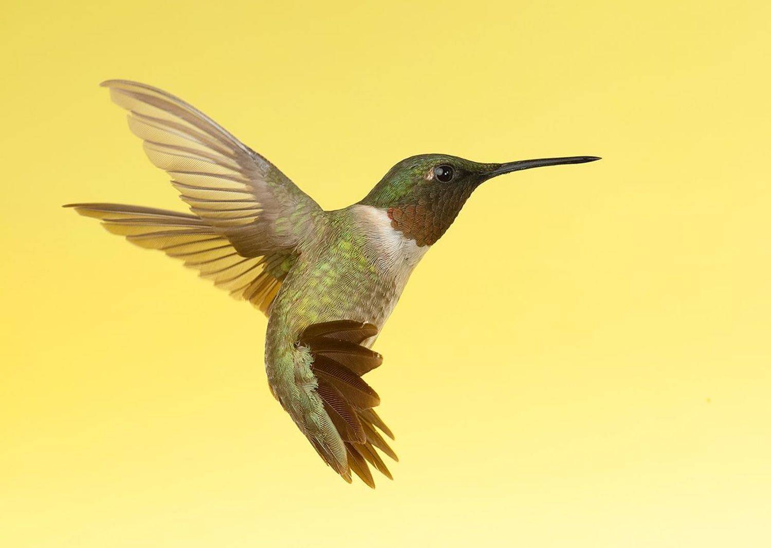 колибри,ruby-throated hummingbird, hummingbird, Elizabeth Etkind