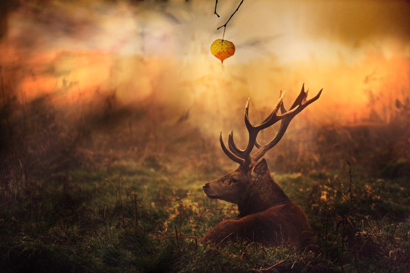 Autumn... фото превью