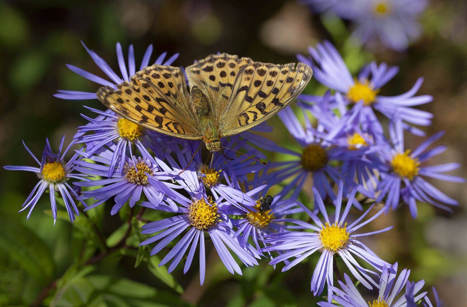 бабочка перламутровка астра  остров русский владивосток сентябрь, Евгений Слободской