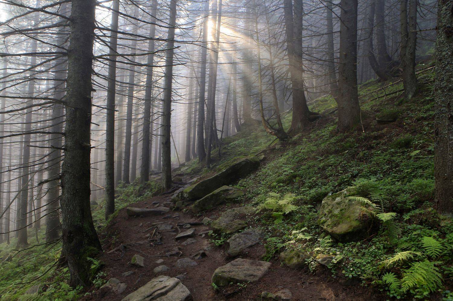 , Милокост Алексей