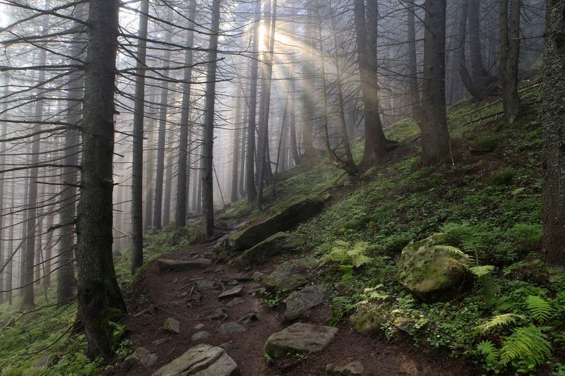 Лучи солнца в заповедном лесу фото превью