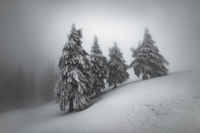 Guardians фото превью