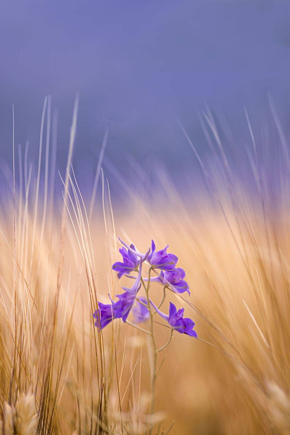 yellow, flowers, wheat, summer, spring, sky, macro, closeup, Eugenia Righi