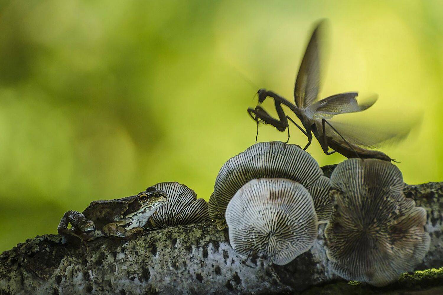 лягушка, богомол, Михаил Агеев