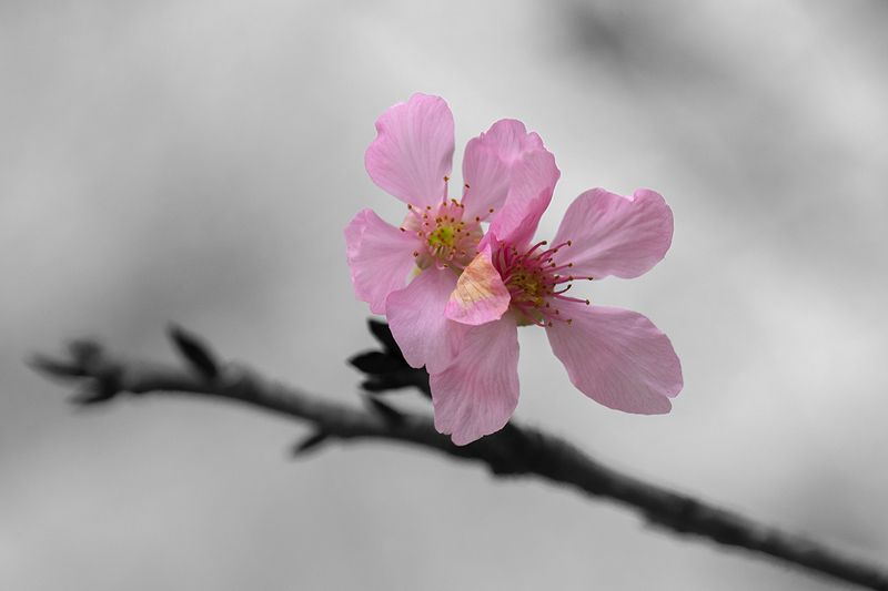 #flowers Cherry Blossoms фото превью