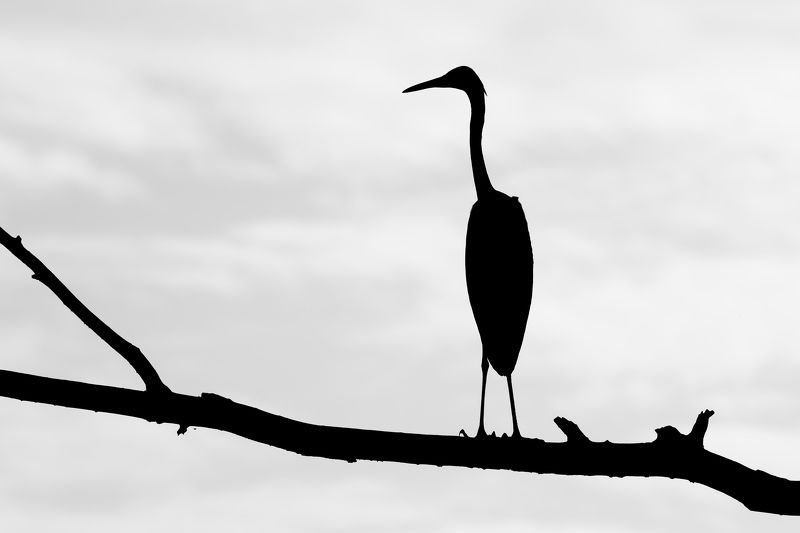 Цапля фото превью