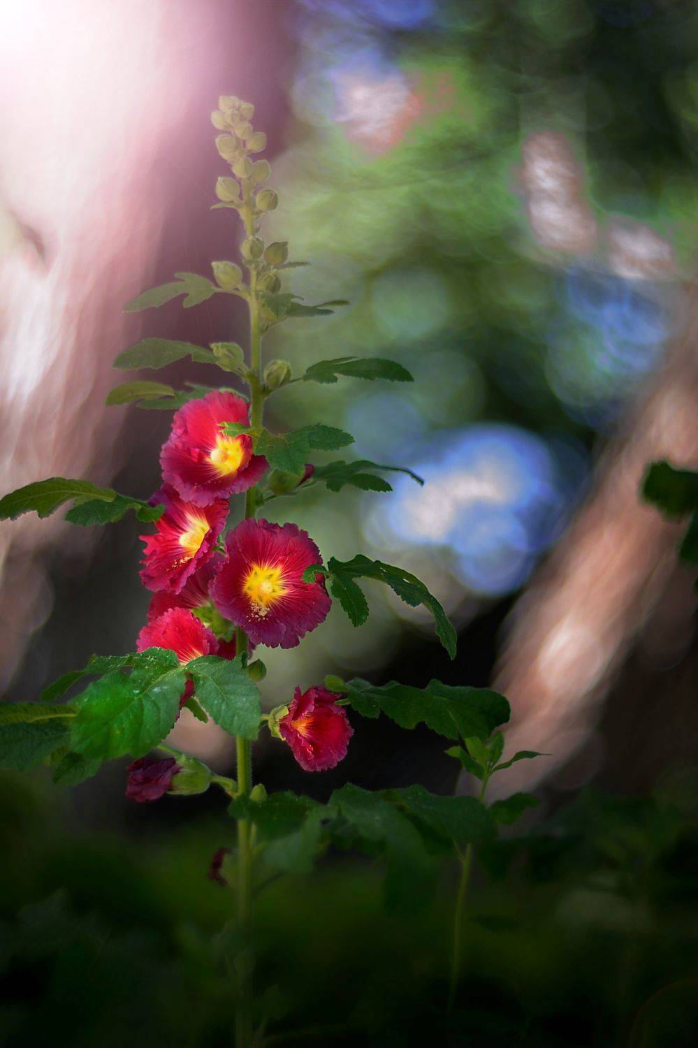 green,bokeh,zenit,helios,85mm,flowers,nature,blue,yellow,red,light,dark,bee,pink,, Борислав Алексиев