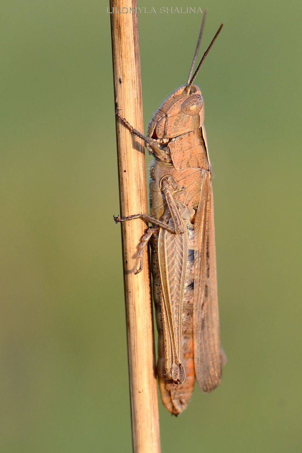 , Людмила Шалина