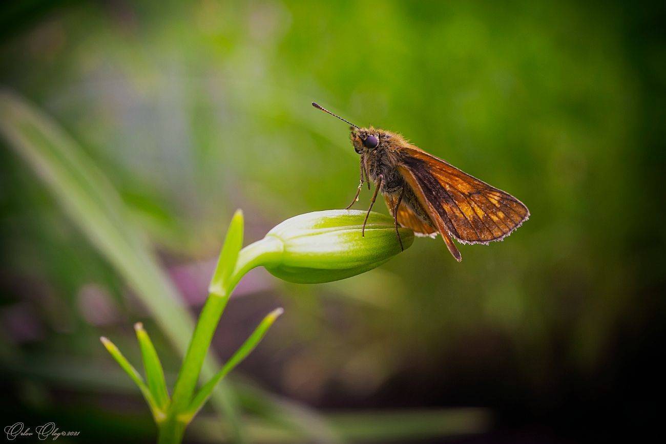 насекомые, Орлов Олег