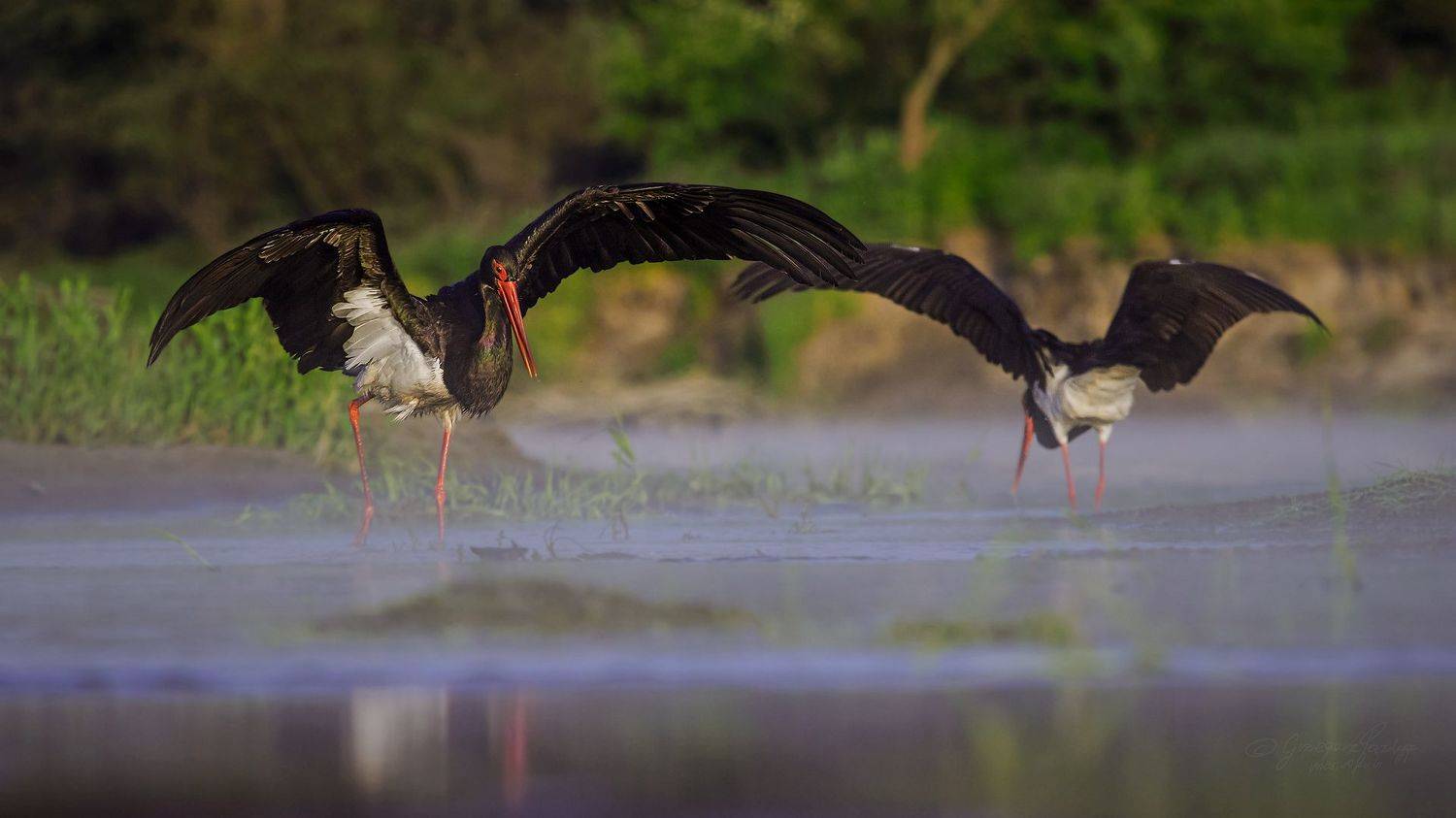 , Grzegorz macrofun Pazdyga