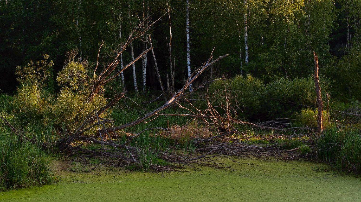 , Михаил Кушнер