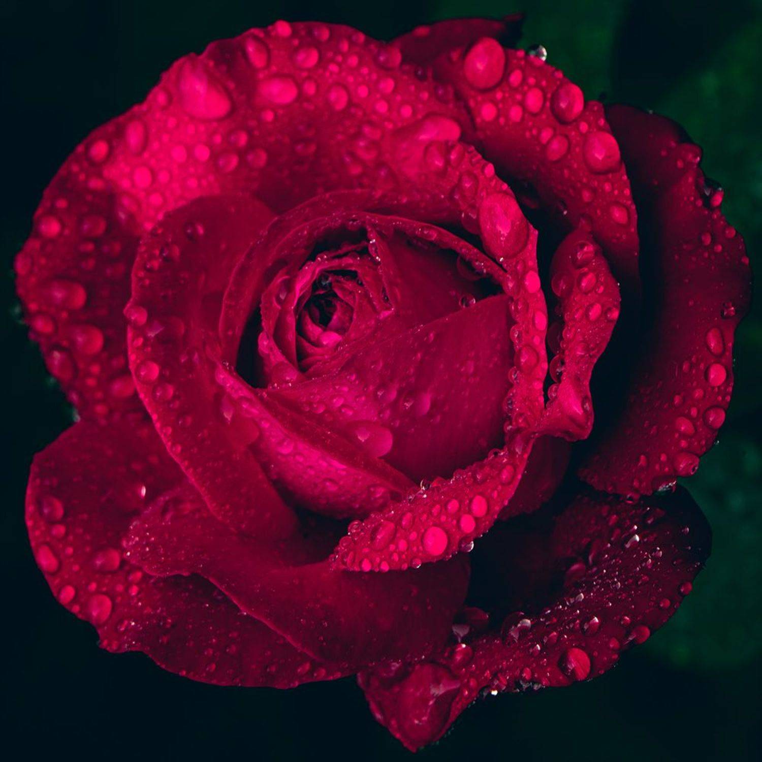 , Лана Тополева