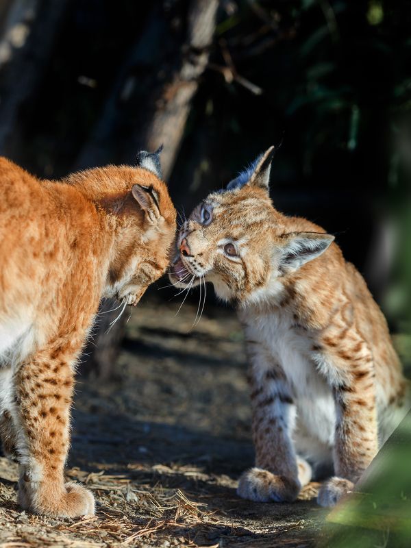 рысь По секрету всему свету фото превью