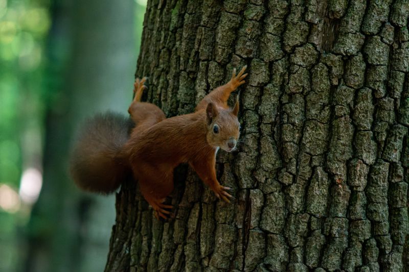 Squirell фото превью