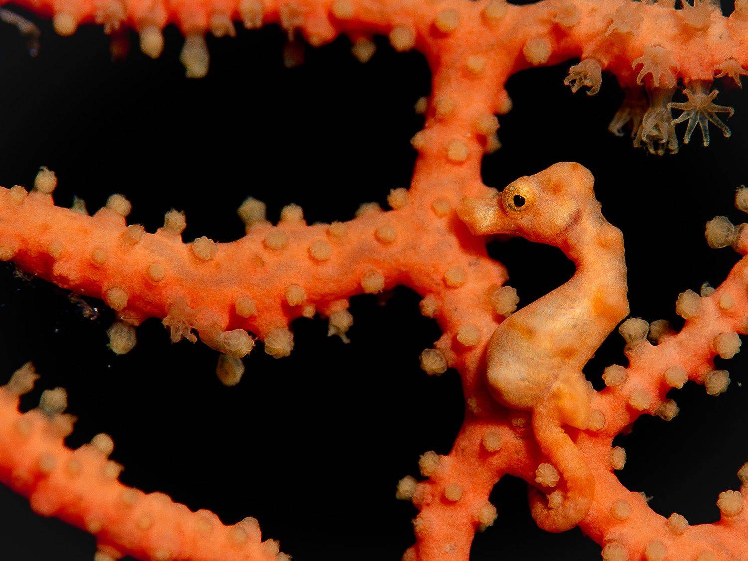 , Юрий Журавлев