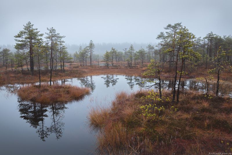 болото, болотные топи, ленобласть, ленинградская область, острова, сосны, отражение, осень \