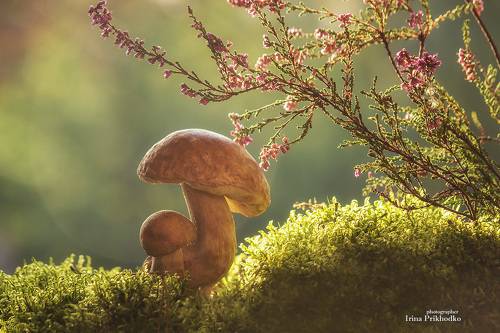 Сказки про грибы