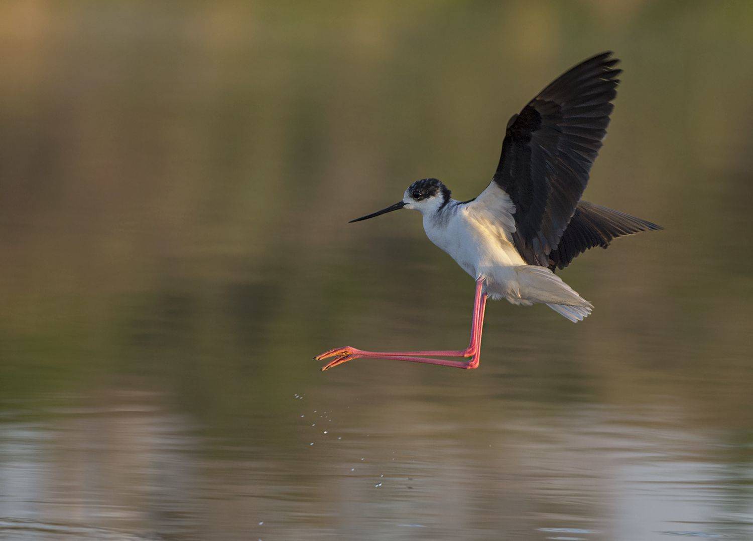, Евгени Стефанов