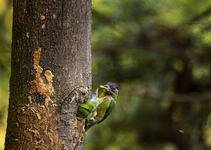bird, animal, nature, wildlife, outdoors, taiwan barbets, птицы, природа, животные, тайваньский барбет Тайваньский барбет фото превью