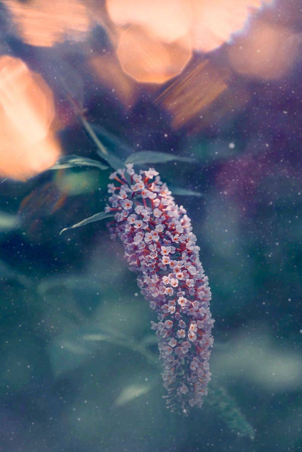 макро, цветы, flowers, macro, Julia Kaissa