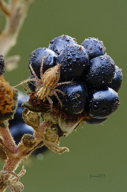 ЯГОДКА МОЯ фото превью