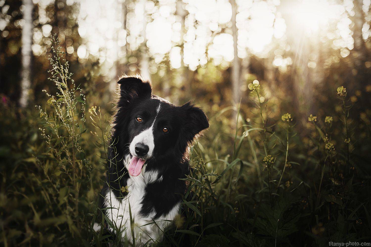бордер колли, собака, природа, лес, Анна Титова