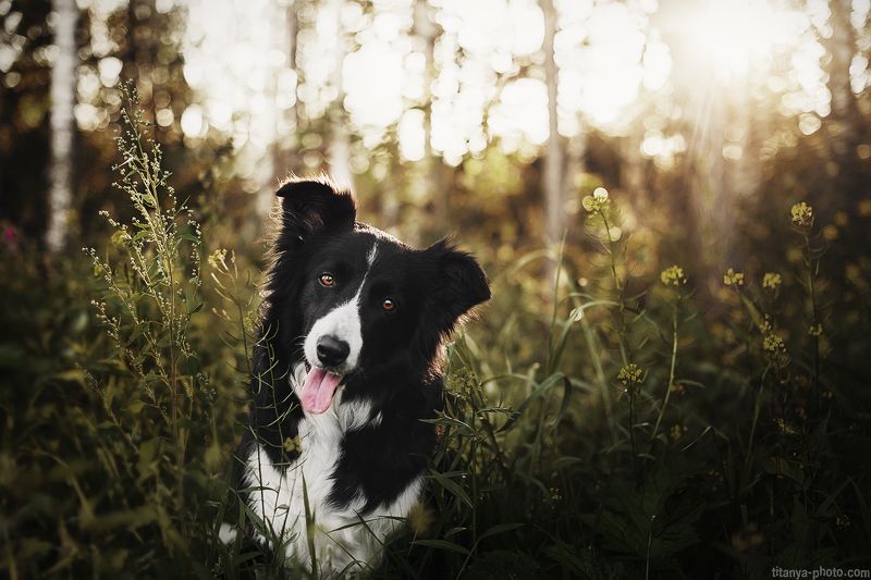 бордер колли, собака, природа, лес Бордер колли фото превью
