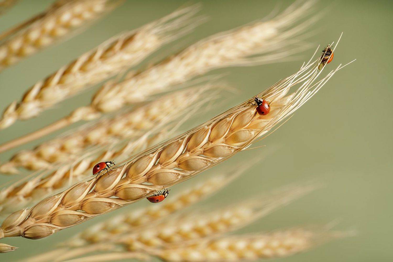 божьи коровки, жуки, насекомые, макро, колосья, пшеница, ЯR Ольга