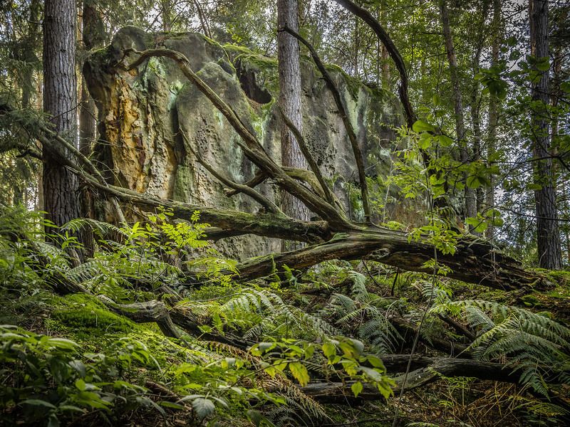 Im Wald фото превью
