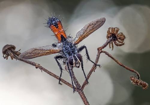 Сигнальный фонарь.