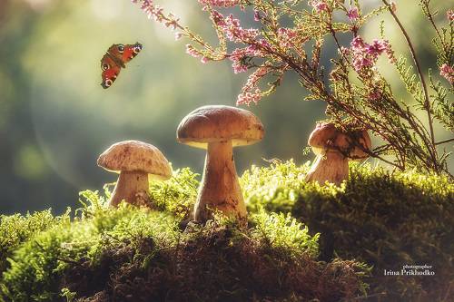 Сказки грибного леса