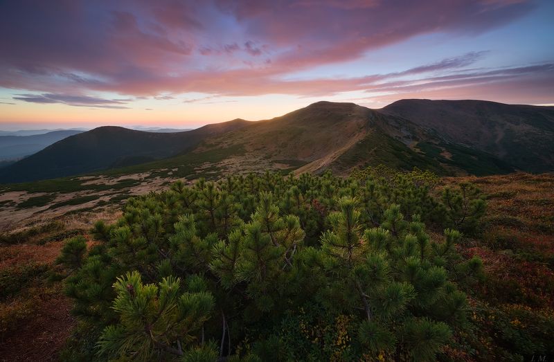 горы, карпаты, черногора, хребет, туркул, осень, пейзаж, утро, свет, туман, панорама, mountains, carpathians, chornogora, turkul, mountain, autumn, morning, colors, panorama, light Turkul. Autumn. Morning. фото превью