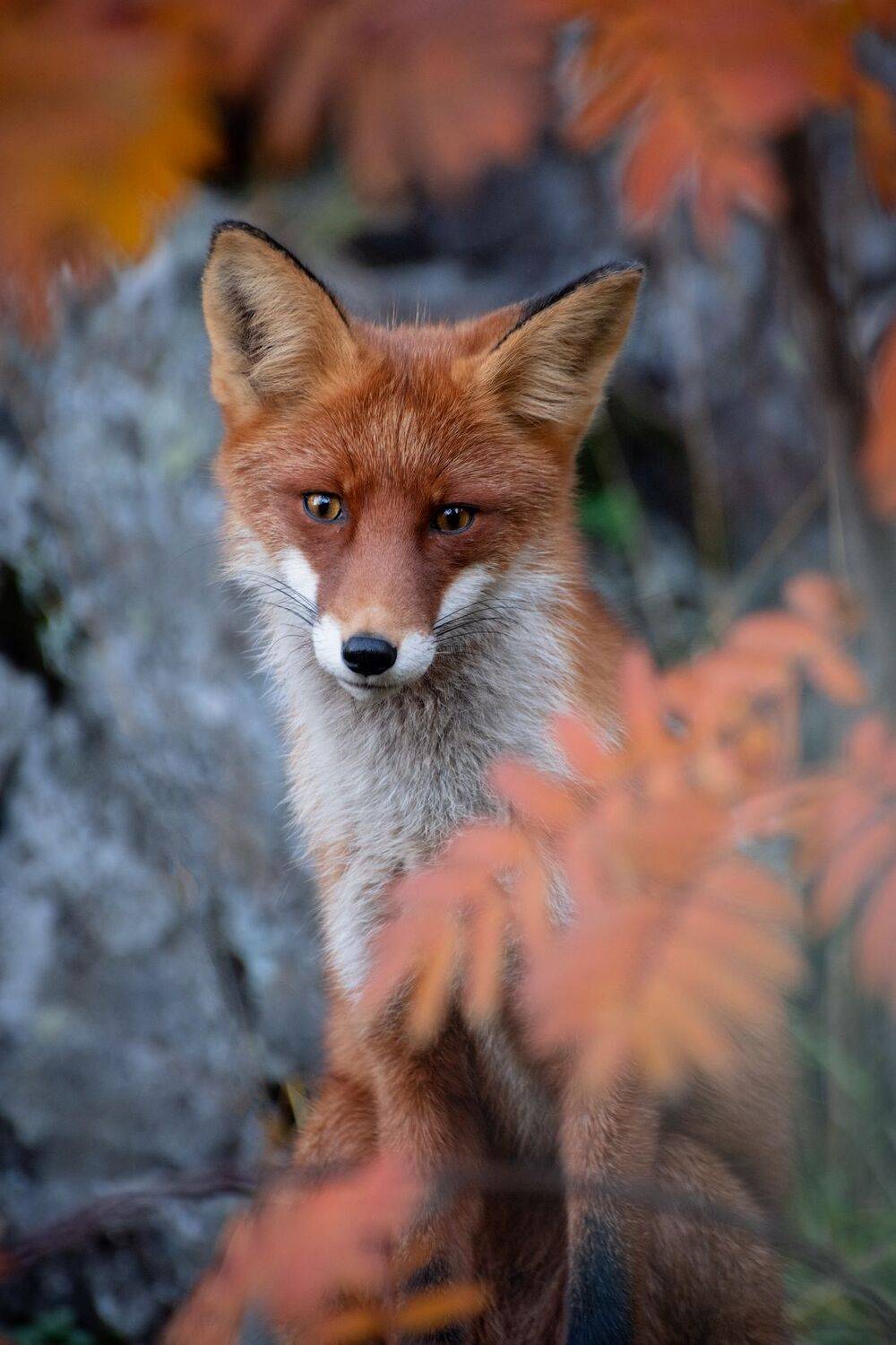 , Виталий Истомин